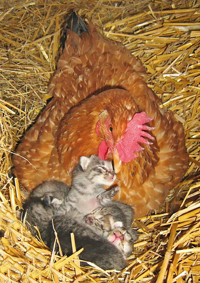 hens-adopt-animals-5979ac2016995_700.jpg