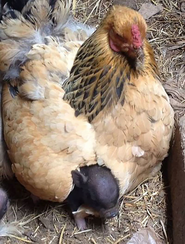 hens-adopt-animals-5979b265091f0_700.jpg