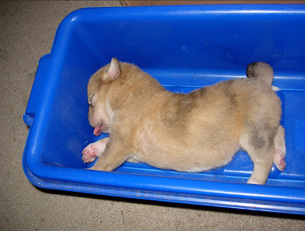 sleeping-puppy-49_605.jpg