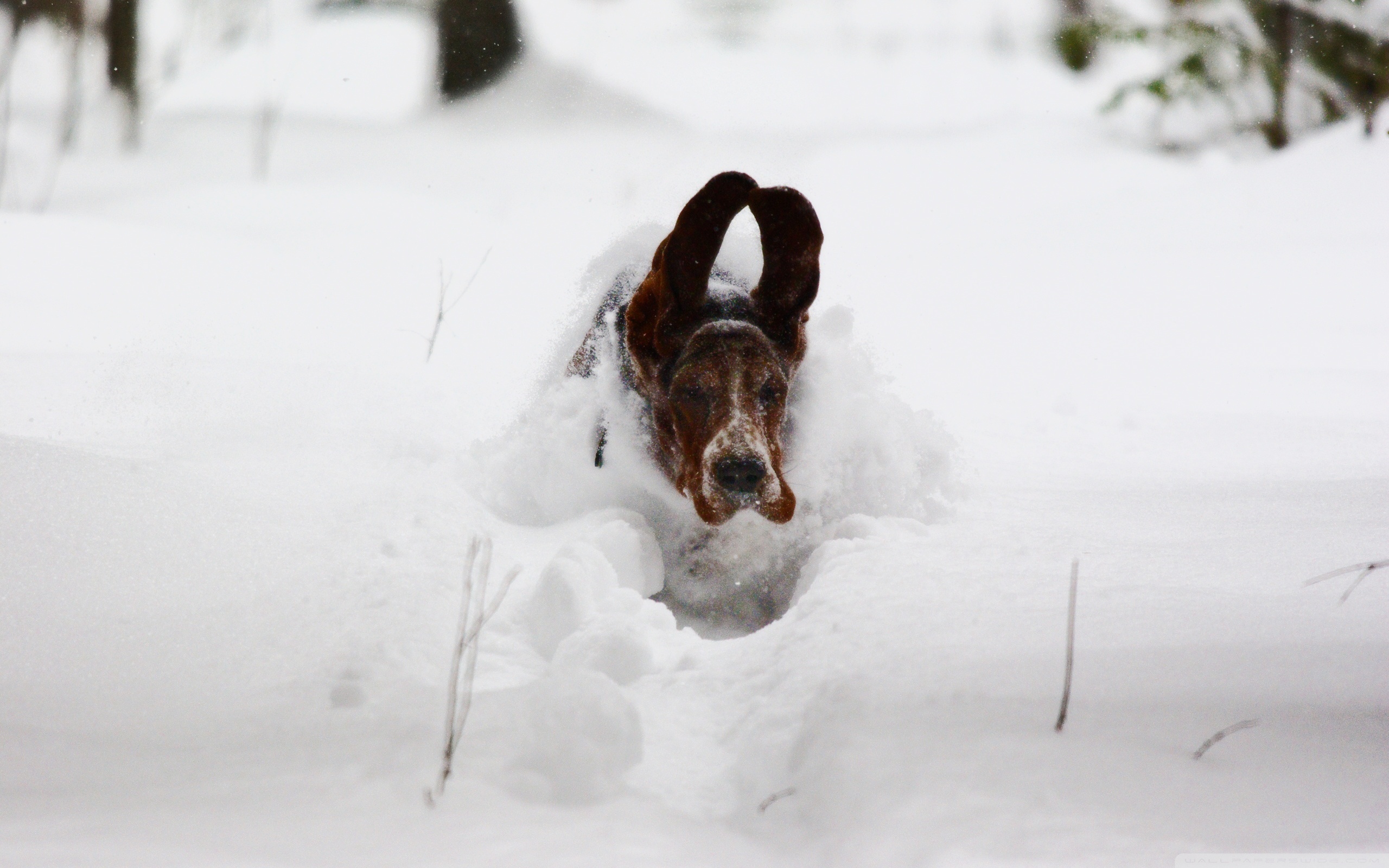 snow-dog-310396.jpg