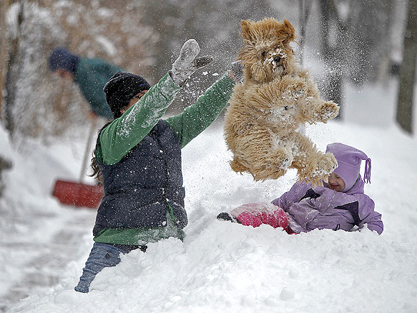 snow-dog-600.jpg