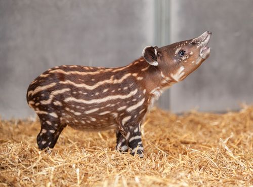 tapir.jpg