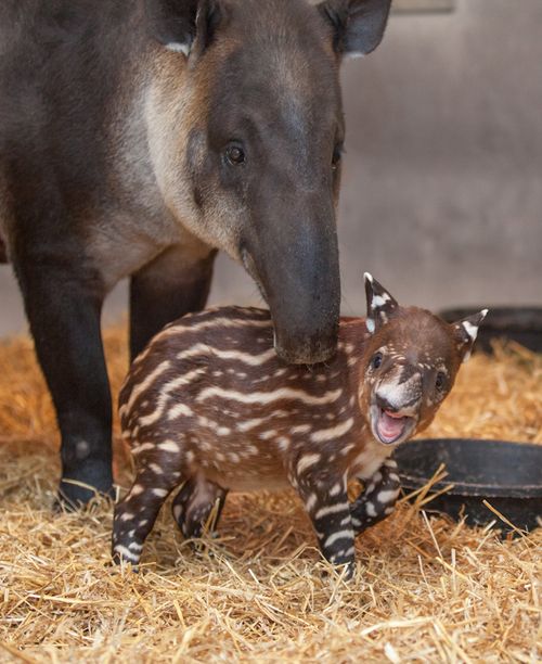 tapir2.jpg