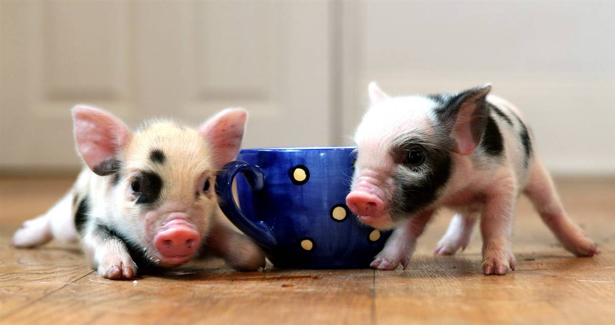 tea-cup-pigs.jpg