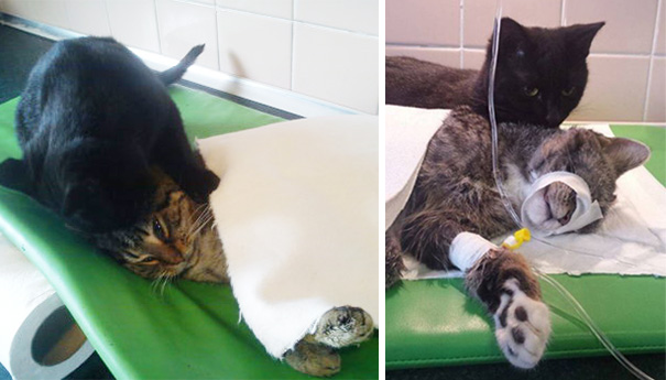 veterinary-nurse-cat-hugs-shelter-animals-radamenes-bydgoszcz-poland-6.jpg