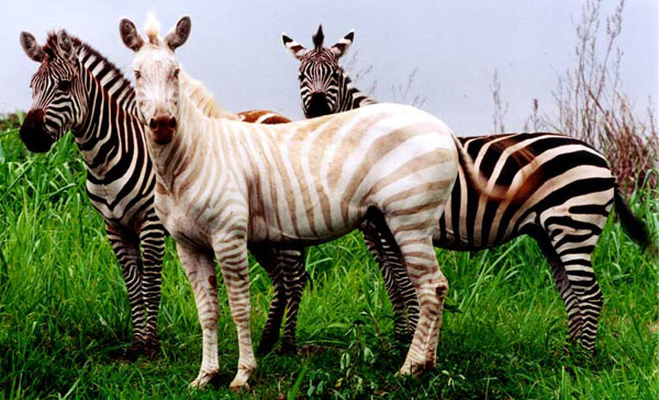 white-zebra.jpg