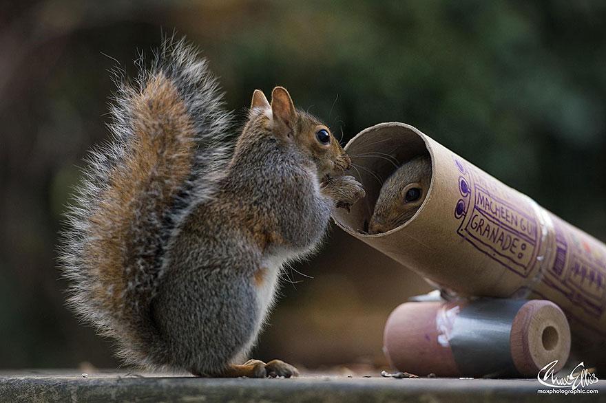 wildlife-photography-squirrels-max-ellis-11__880.jpg