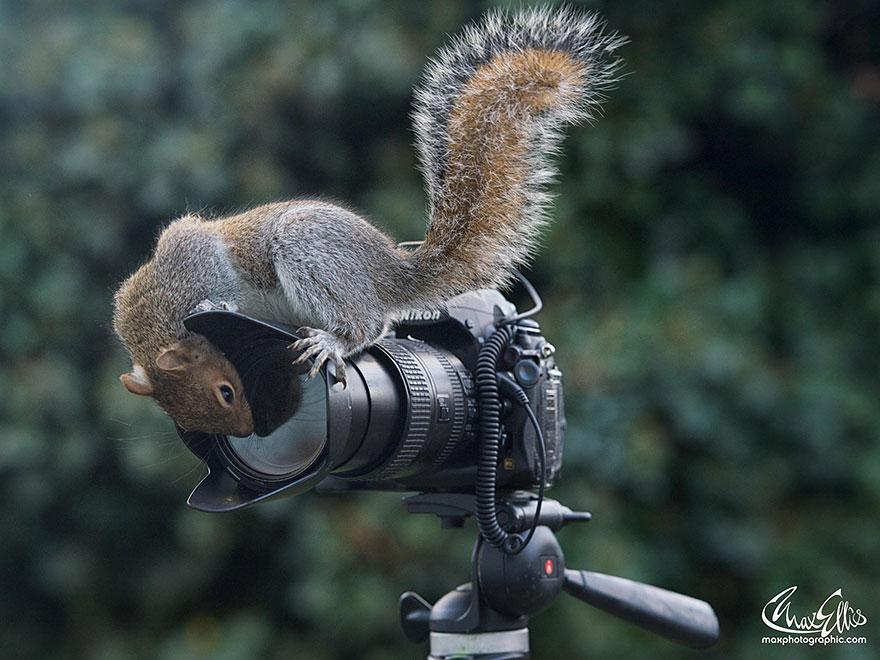 wildlife-photography-squirrels-max-ellis-15__880.jpg