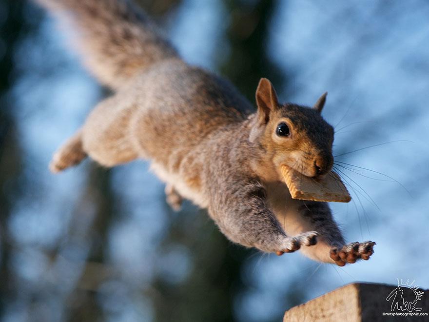 wildlife-photography-squirrels-max-ellis-25__880.jpg