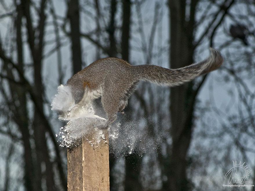 wildlife-photography-squirrels-max-ellis-4__880.jpg