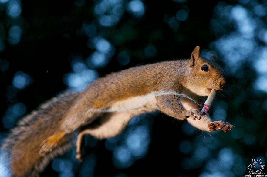 wildlife-photography-squirrels-max-ellis-5__880.jpg