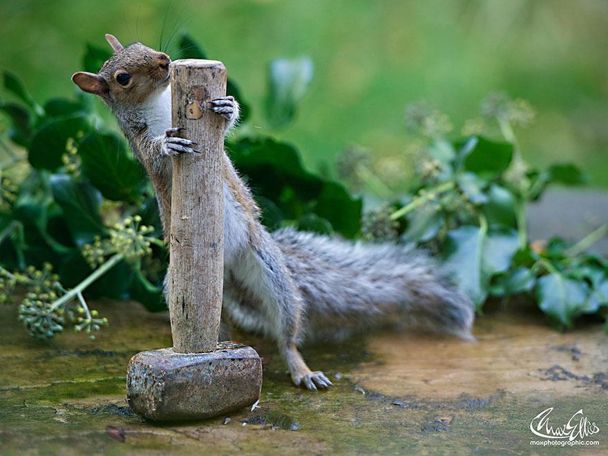 wildlife-photography-squirrels-max-ellis-7__880.jpg