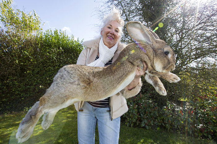 worlds-largest-rabbit-darius-jeff-6.jpg