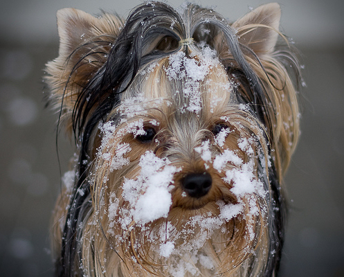 yorkie-kutya-telen-havas-kutya.jpg