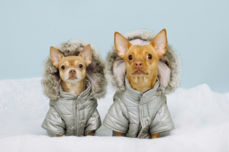 winter-coats-dogs.jpg