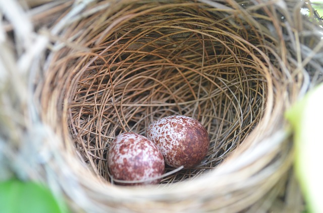 nest-410147_640.jpg