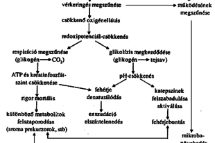 A SOUS-VIDE MIKROBIOLÓGIÁJA 2.rész