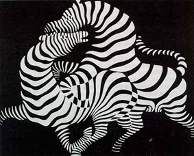 zebra.jpg