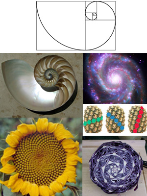 fibonacci_spiral_everywhere.jpg