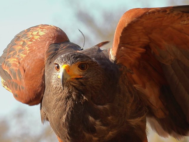 Állatok a Sangerben