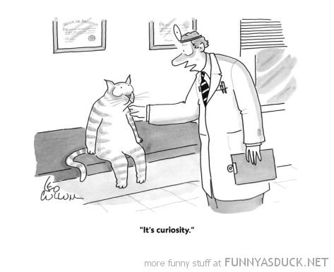 funny-its-curiosity-cat-doctor-vet-pics.jpg