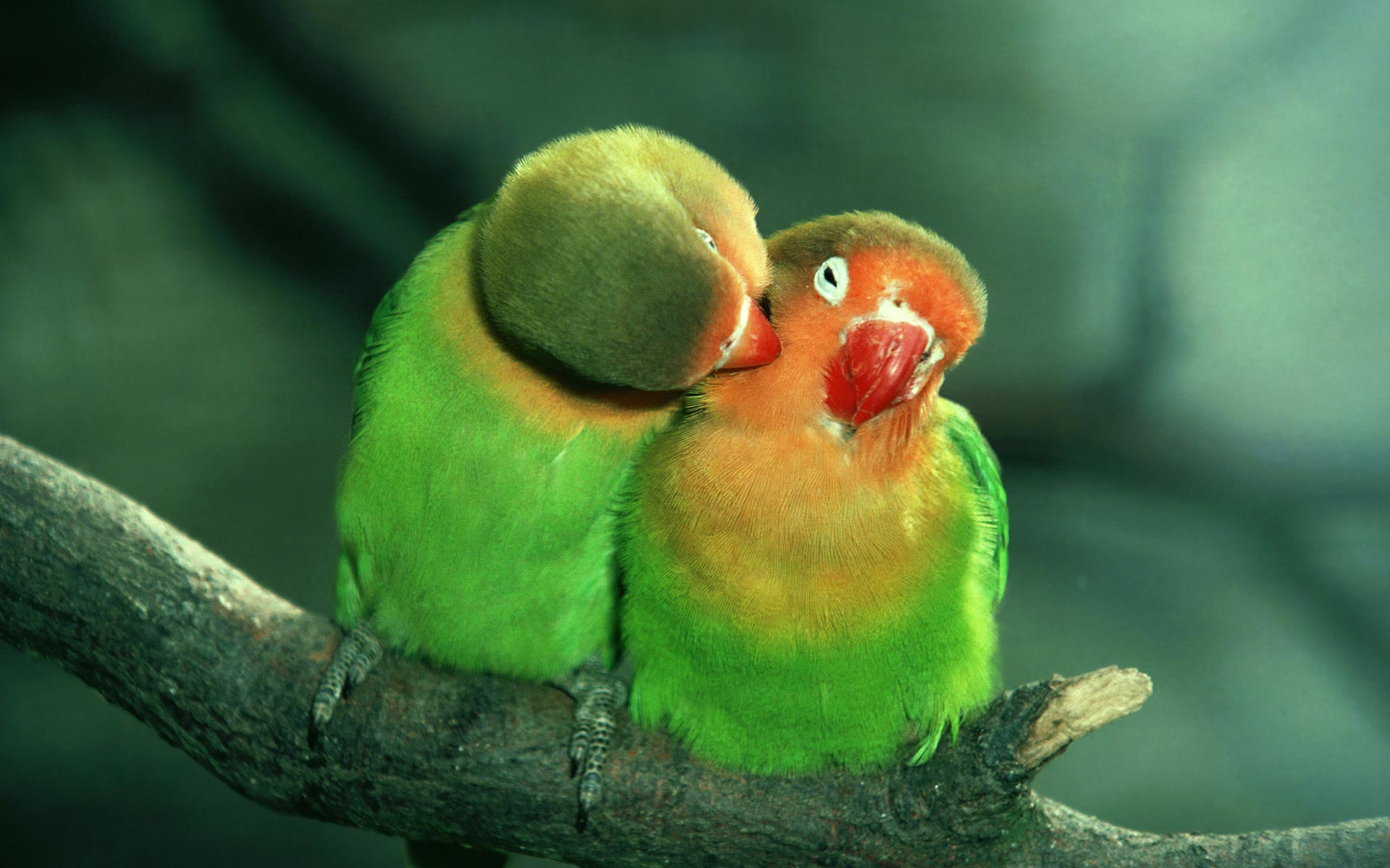 Love-Birds-Parrots.jpeg
