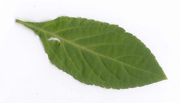Salvia_divinorum_leaf2.jpg