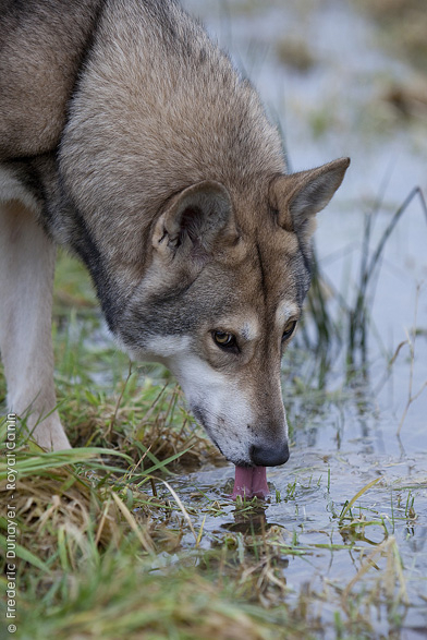 saarloos_wolfdog_0082_imagelarge.jpg