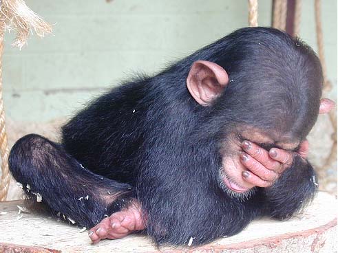 Szégyenlős csimpánz.jpg