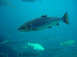 260px-salmo_salar-atlantic_salmon-atlanterhavsparken_norway.JPG