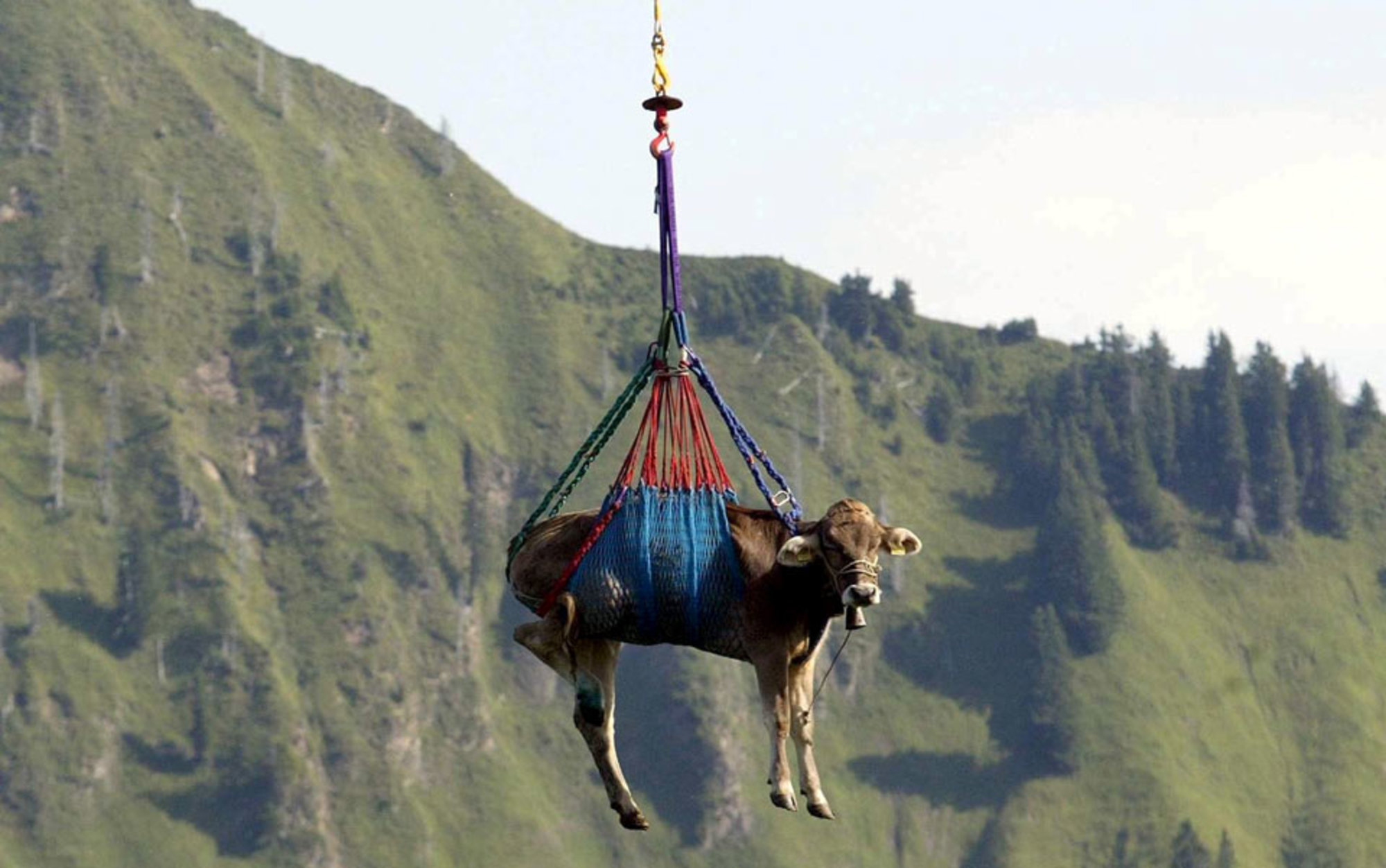 header_cow-flying.jpg