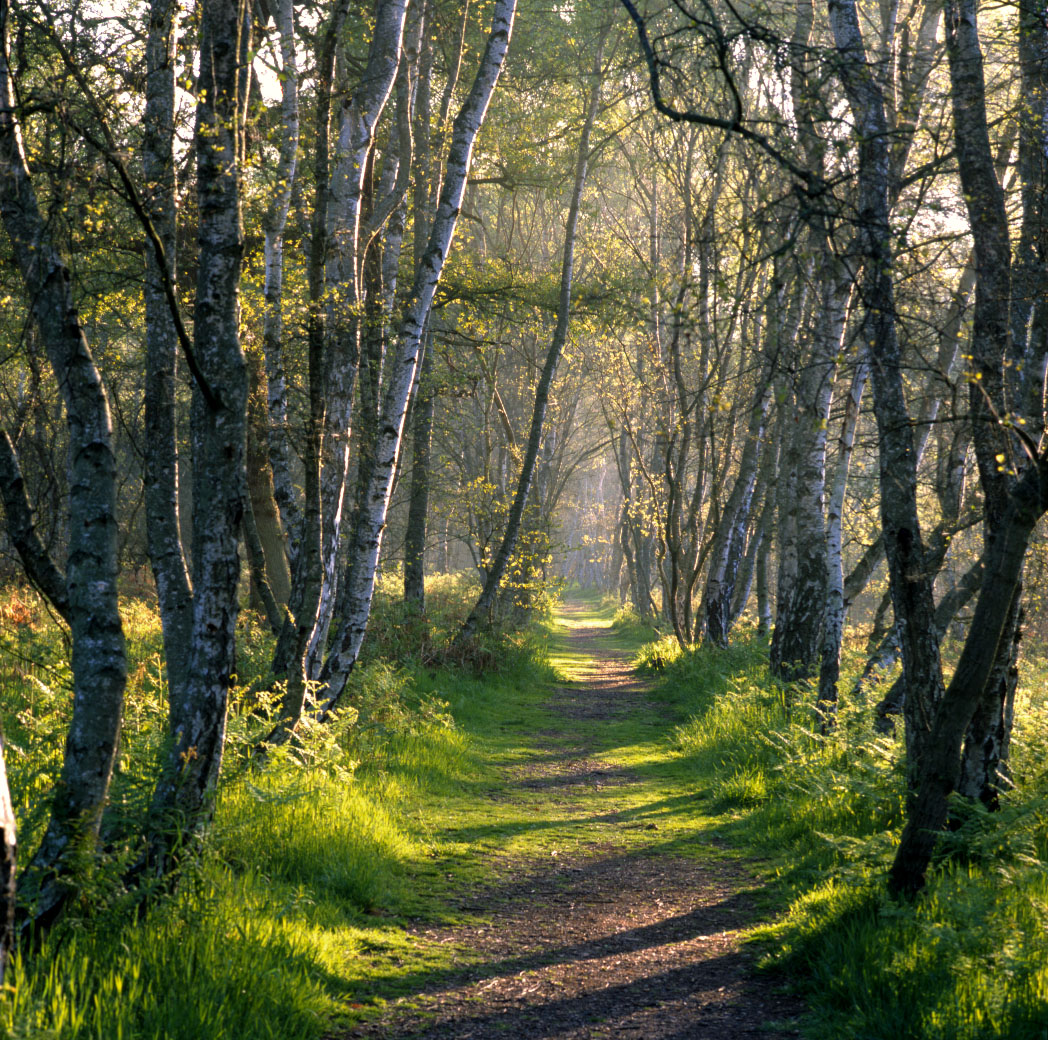 sherwood-forest-spa-image.jpg