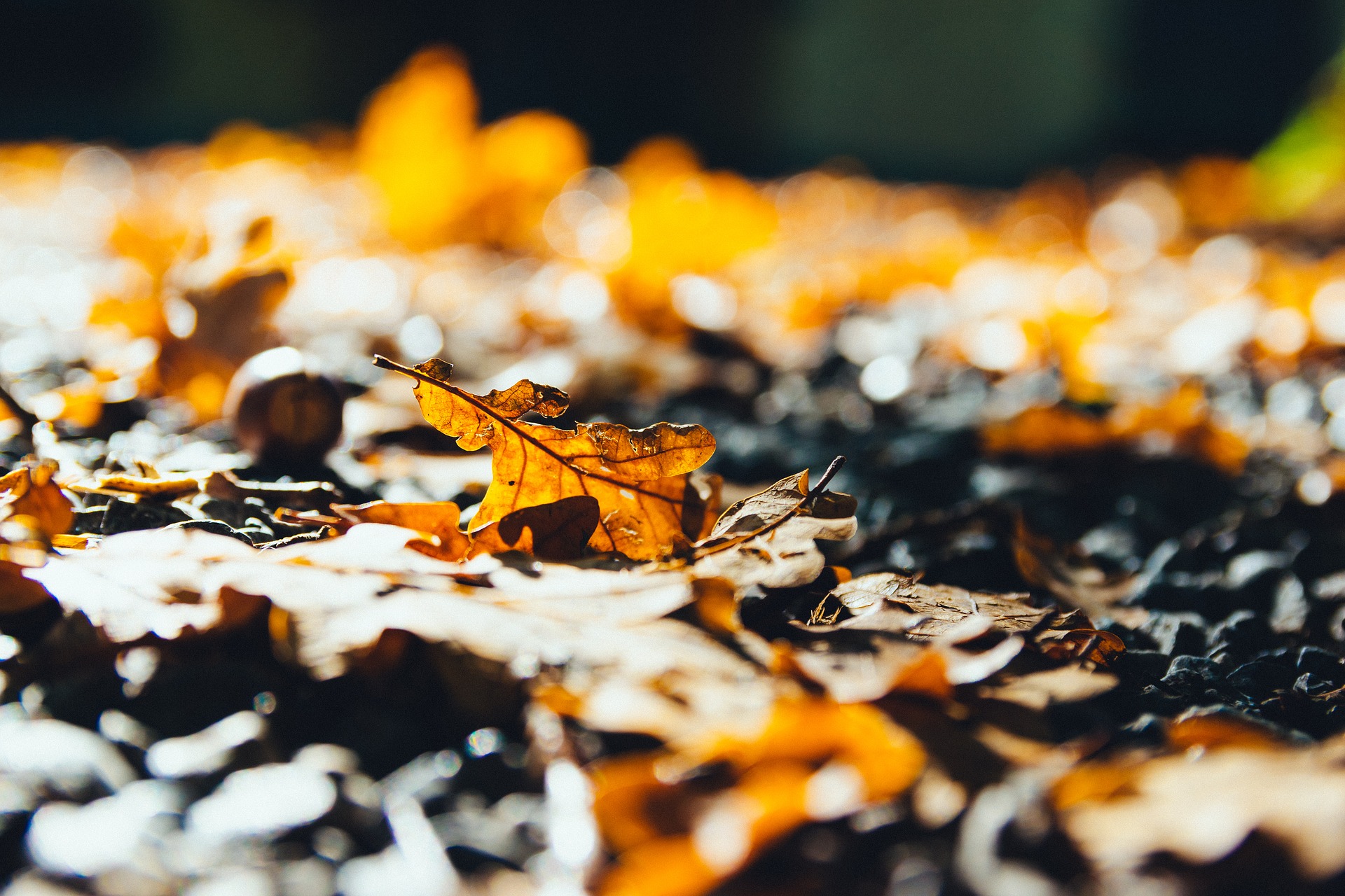 oak-leaves-g7064c3f1b_1920.jpg