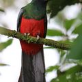 Selva – síkvidéki esőerdők, Costa Rica