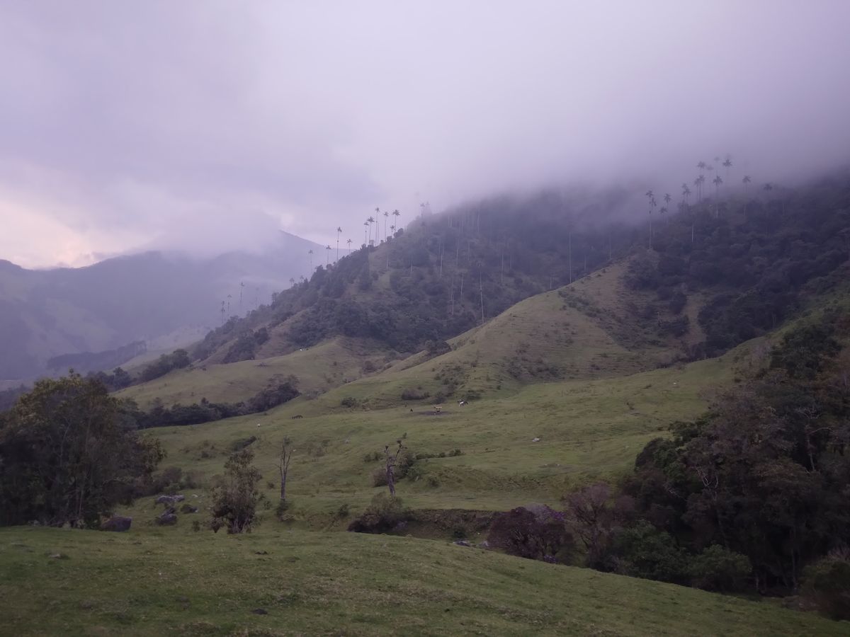 Cocora valley