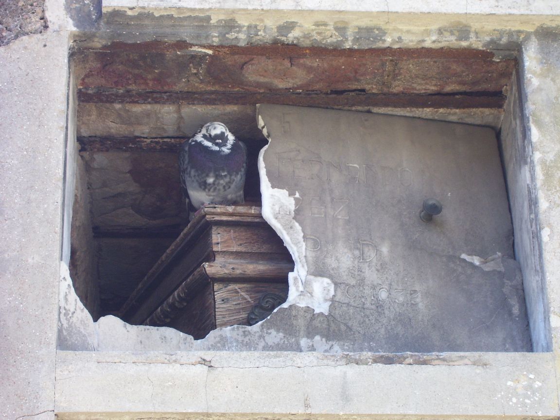 békésen szunyókáló galamb a Recoleta egyik kevésbé karbantartott sírjából kilógó koporsón