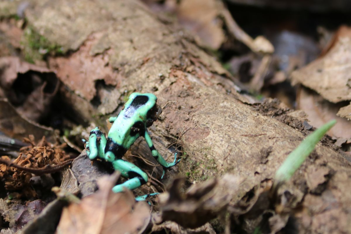 Diszkós béka - Green & black poison dart frog<br />