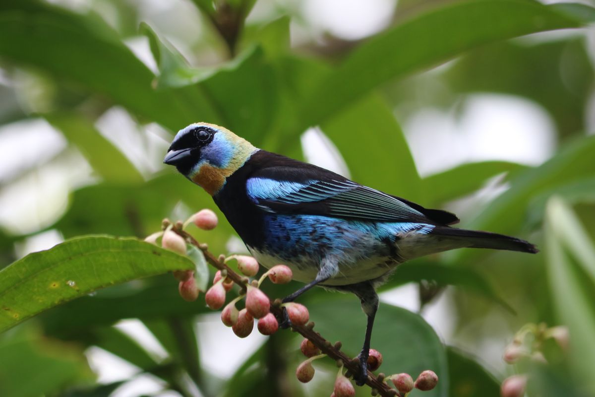 Golden-hooded tanager<br />