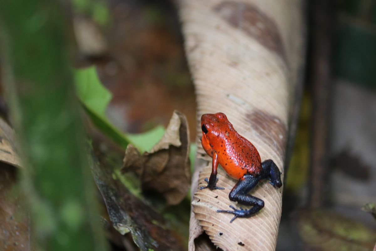 Nyílméreg béka - Strawberry poison dart frog<br />