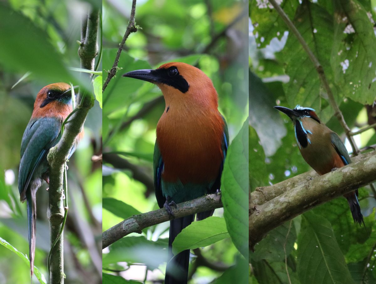 Nagy kedvenc motmot fajok - gyenge fotó: Broad-billed, Rufous, Turquoise-browed motmot