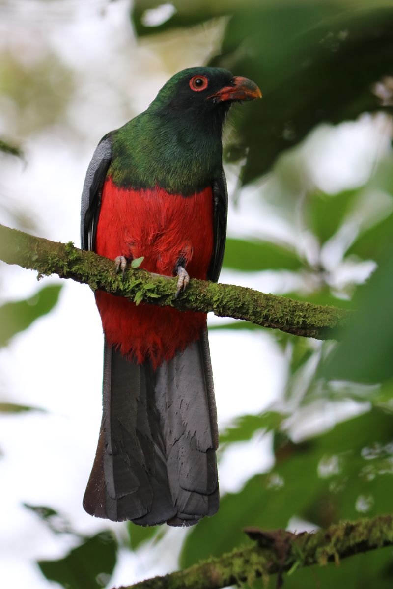 Slaty-tailed trogon hangyázástól retkes csőrrel