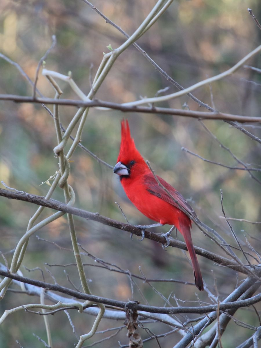 A félsivatag ritka ékköve - Vermillion Cardinal