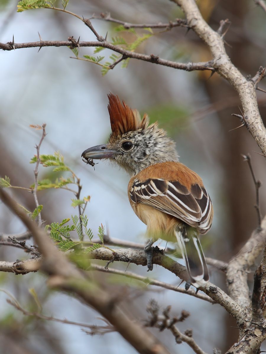 Panx not dead - Black-crested Antshrike