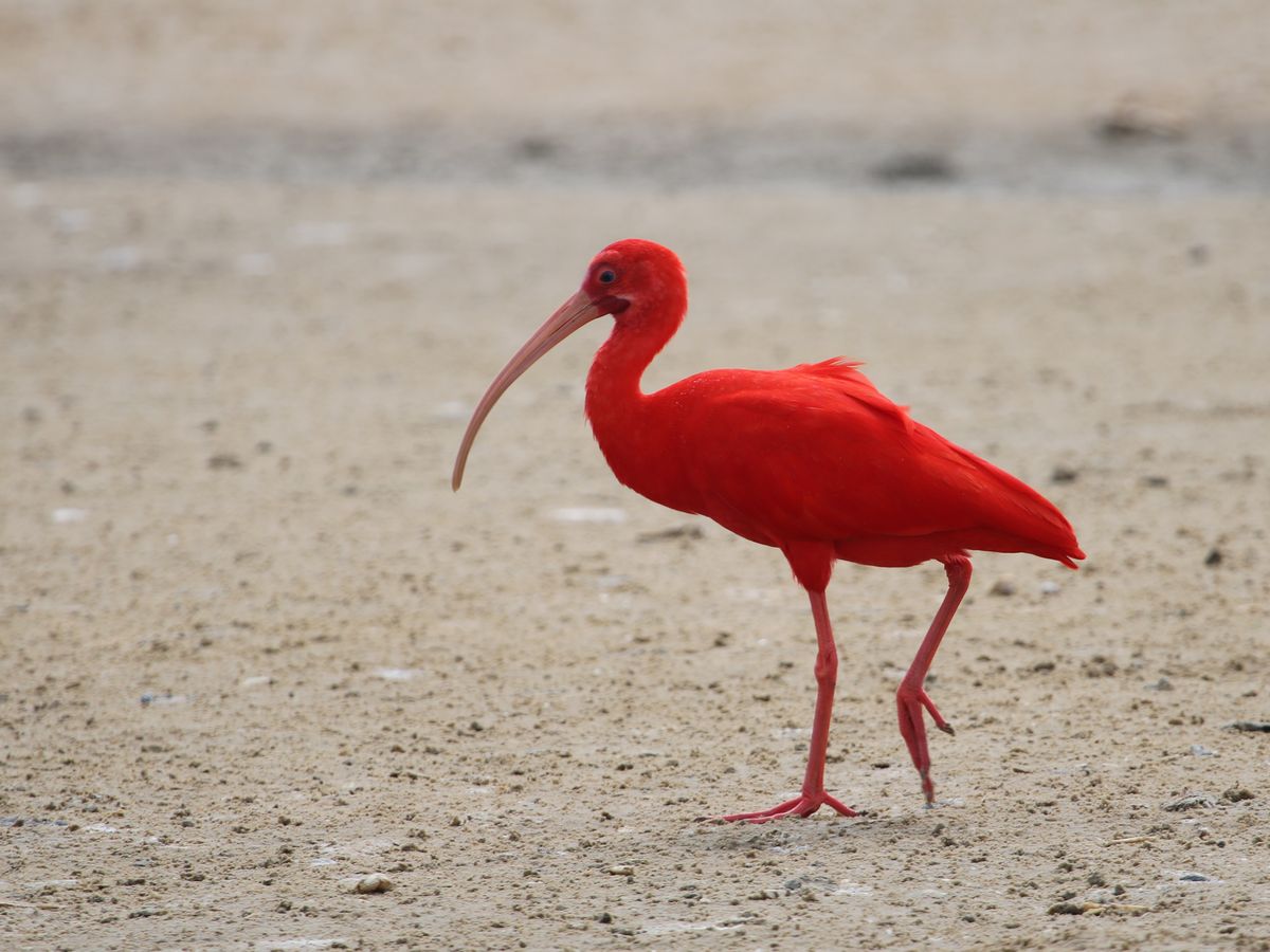Inkább a Llanos madara, de a Karib-tenger mellett is felbukkan - Scarlet Ibis