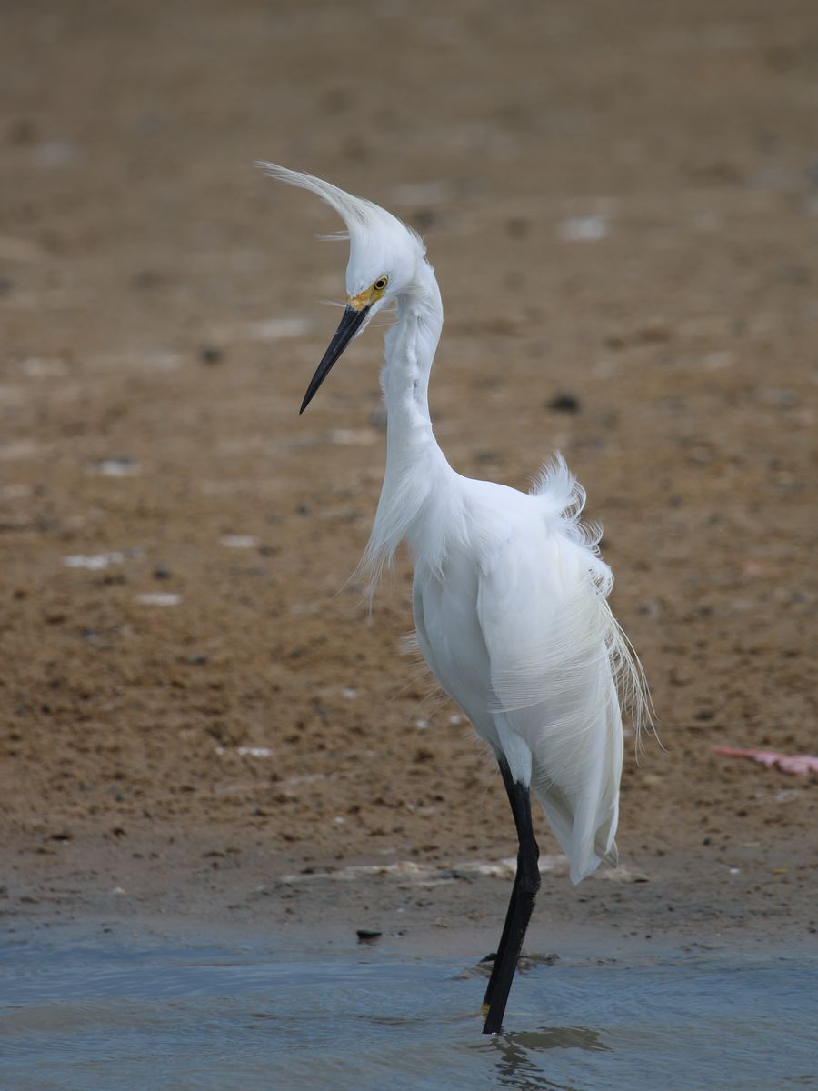 A magyar kiskócsag rokona szép dísztollakkal, bár szélben annyira nem szexi - Snowy Egret