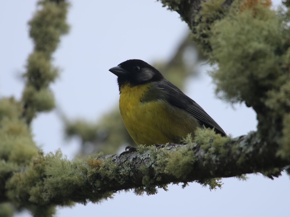 Santa Marta Brushfinch