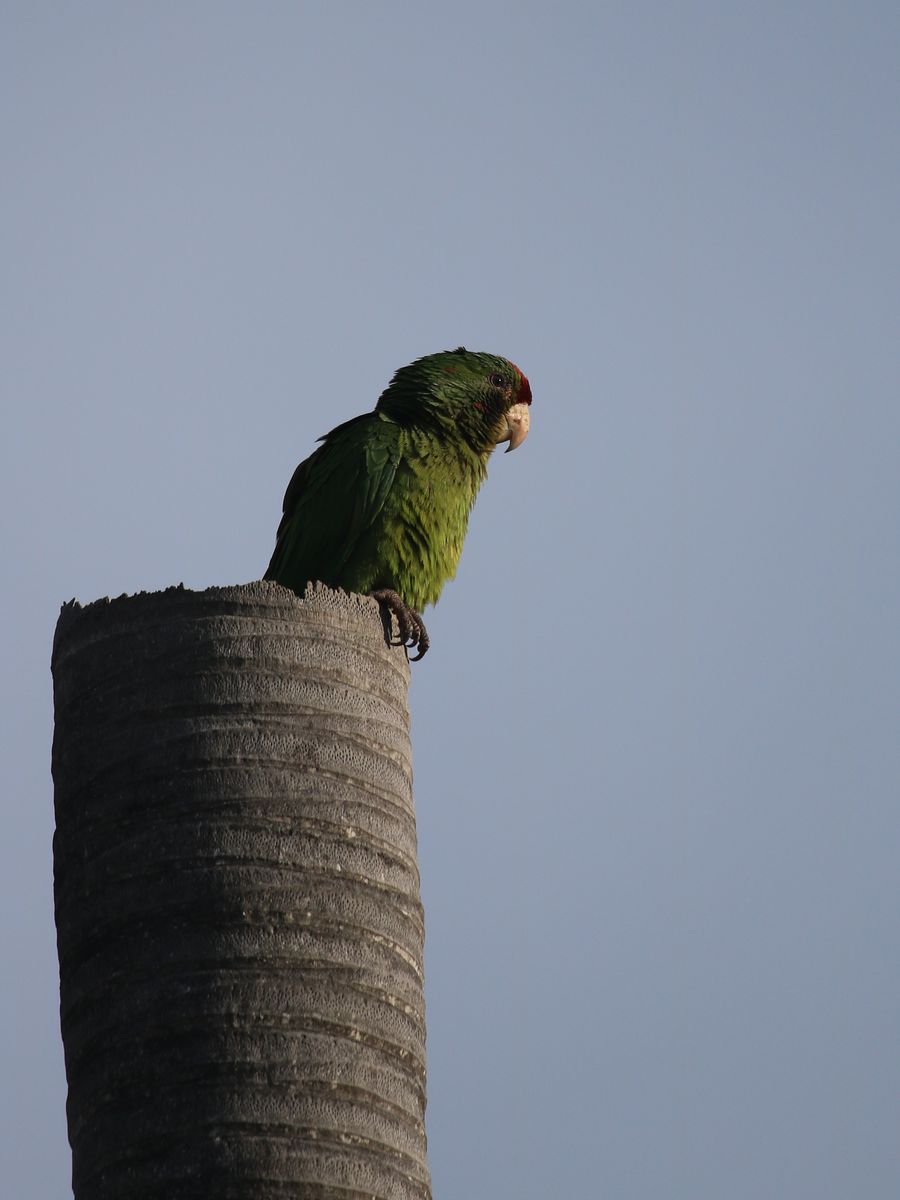 Scarlet-fronted Parakeet ébredés után