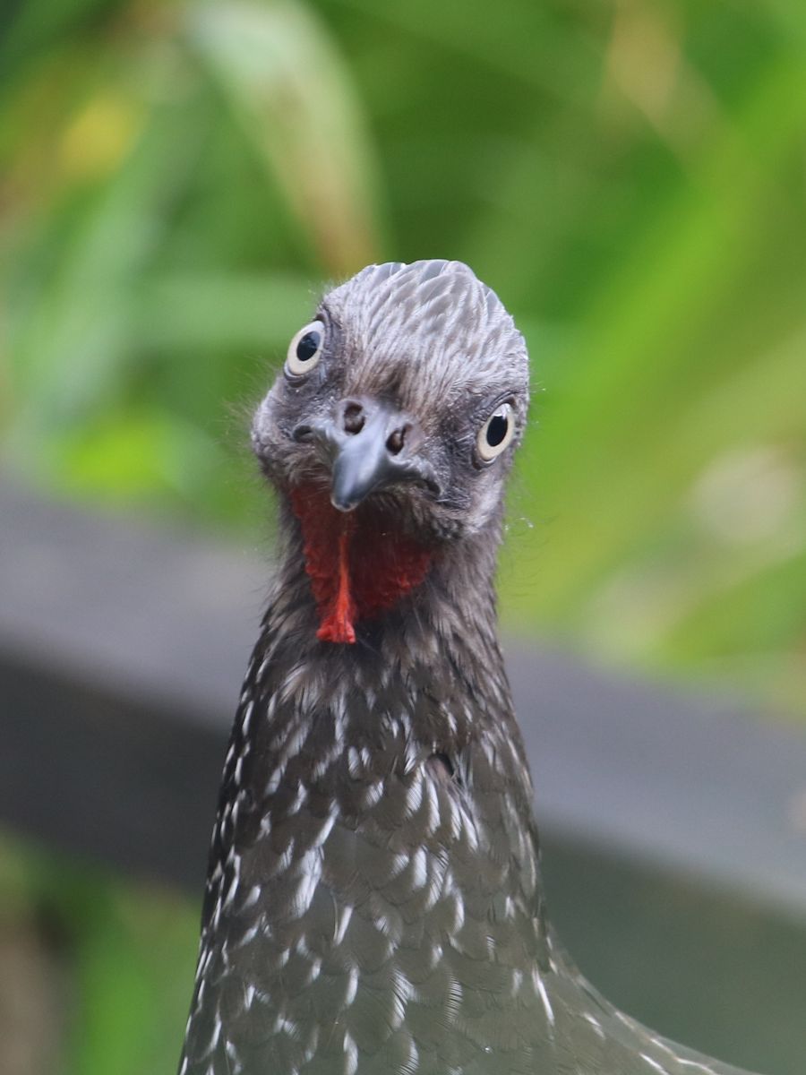 Band-tailed Guan