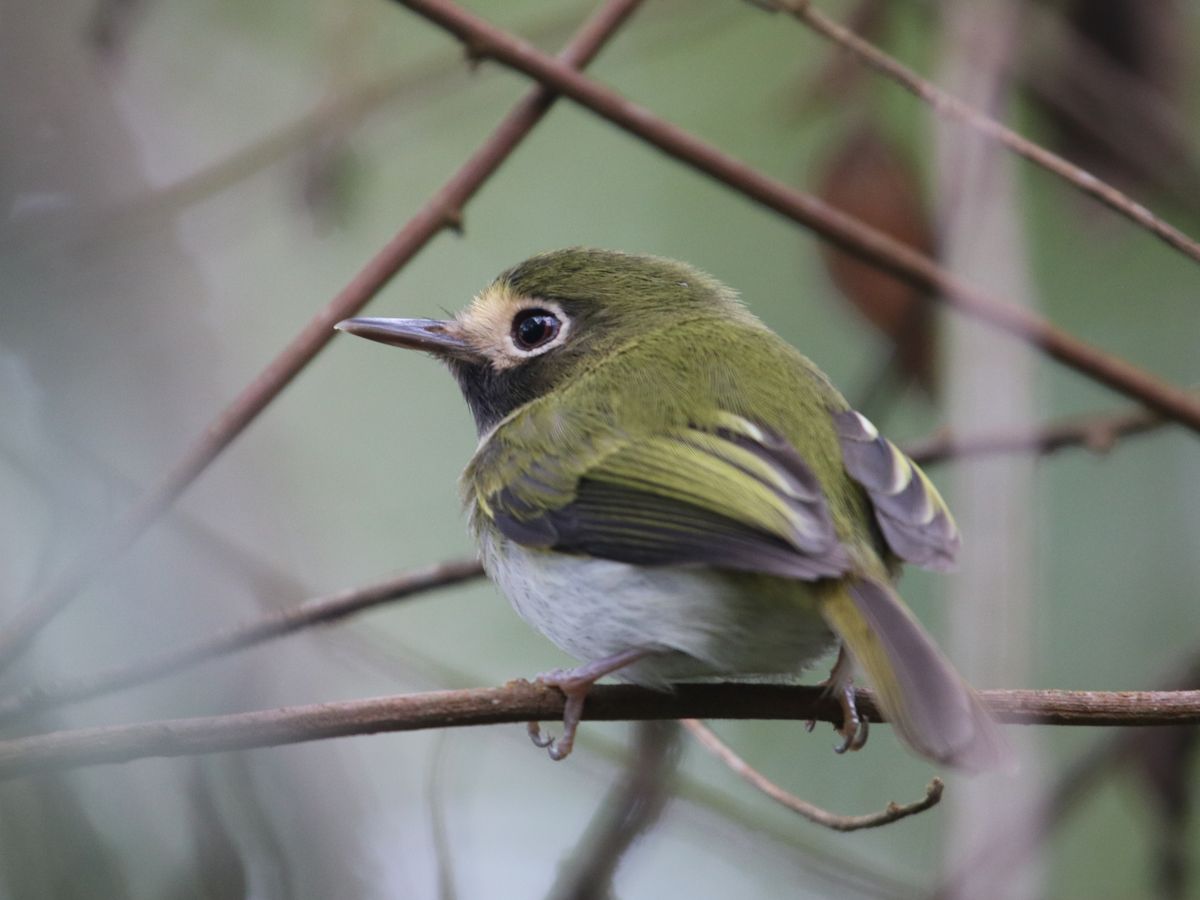 Black-throated Tody-Tyrant