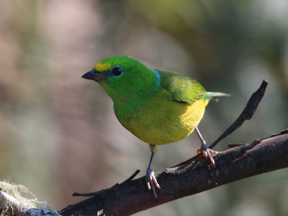 Blue-naped Chlorophonia